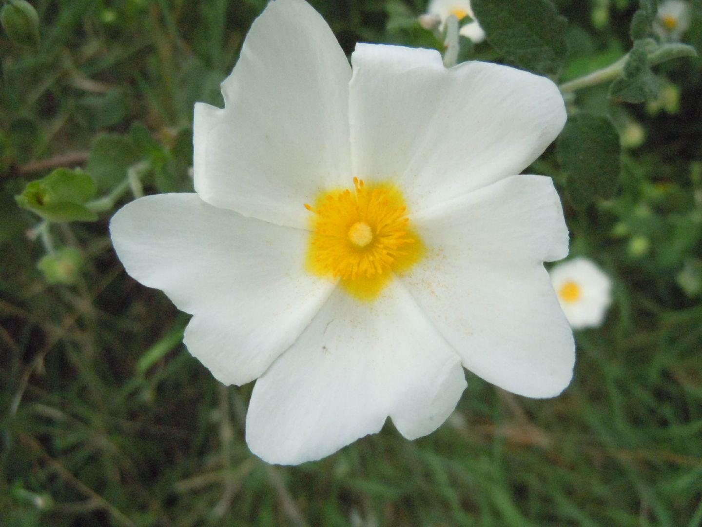 Cistus salviifolius